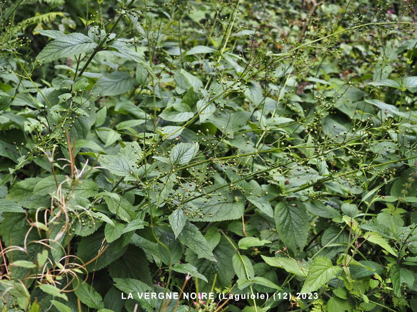 Figwort, Water plant